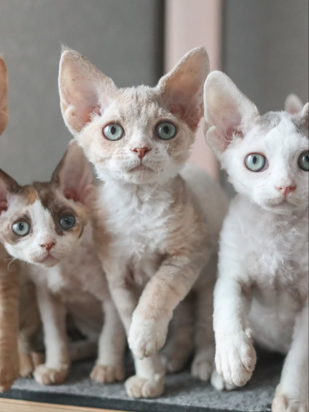 Devon Rex Kittens for sale