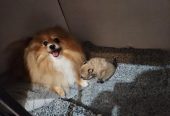 Beautiful KC registered Pomeranian Ready to leave now to home