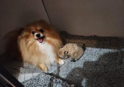 Pomeranian-c