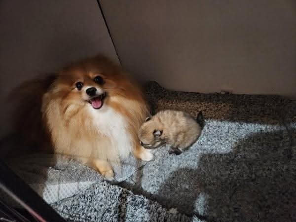 Beautiful KC registered Pomeranian Ready to leave now to home