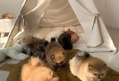 Beautiful KC registered Pomeranian Ready to leave now to home