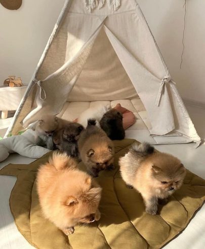 Beautiful KC registered Pomeranian Ready to leave now to home