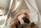 Beautiful KC registered Pomeranian Ready to leave now to home