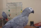 Beautiful African Grey Parrots for Sale