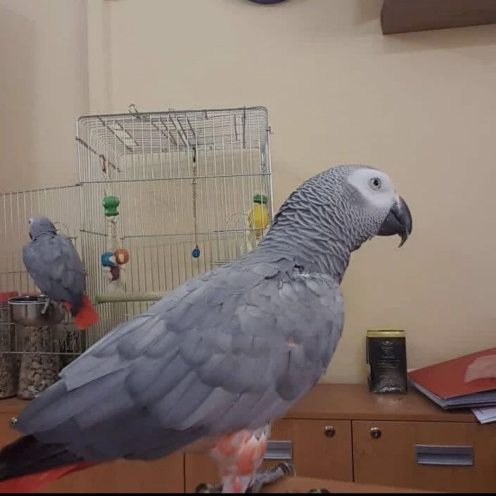 Beautiful African Grey Parrots for Sale