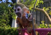 Adorable Squirrel Monkeys for Sale