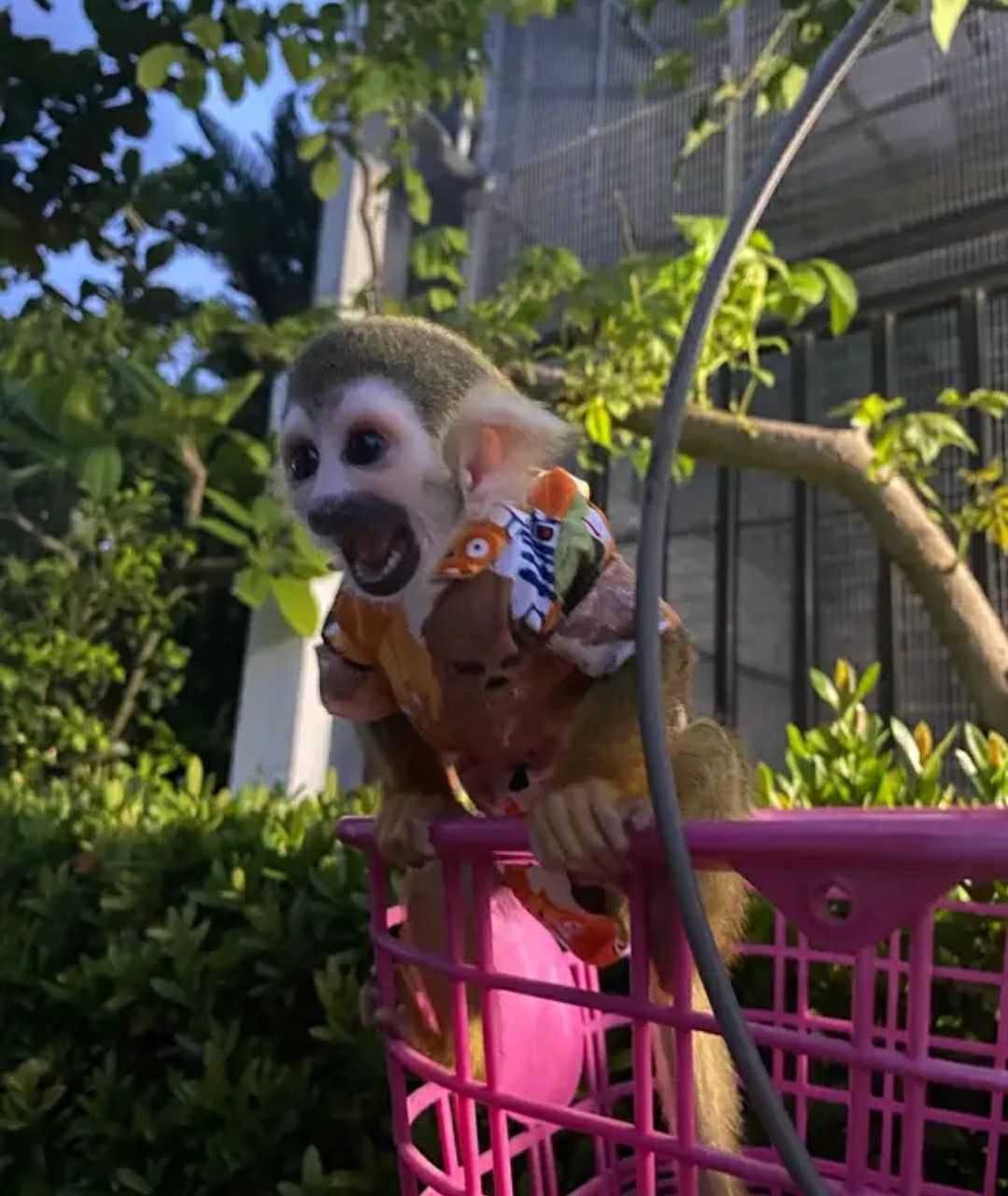 Adorable Squirrel Monkeys for Sale