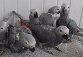 Beautiful African Grey Parrots for Sale