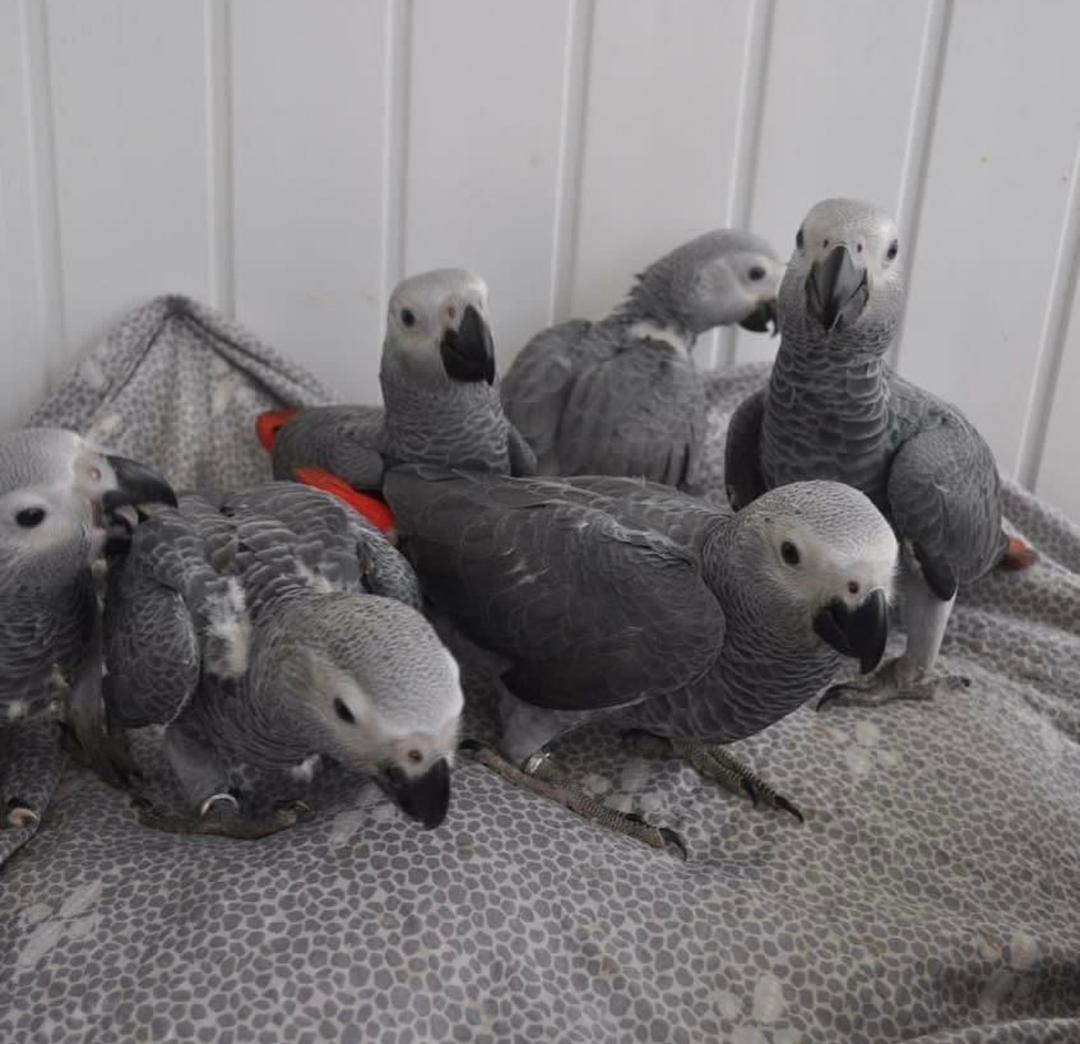 Beautiful African Grey Parrots for Sale