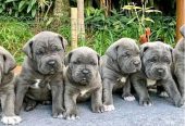 Blue Staffy Pups 8 weeks Old