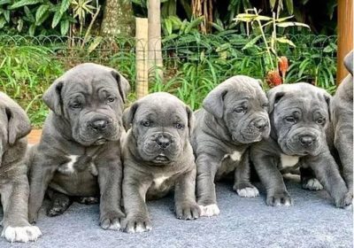 blue-staffy-pups