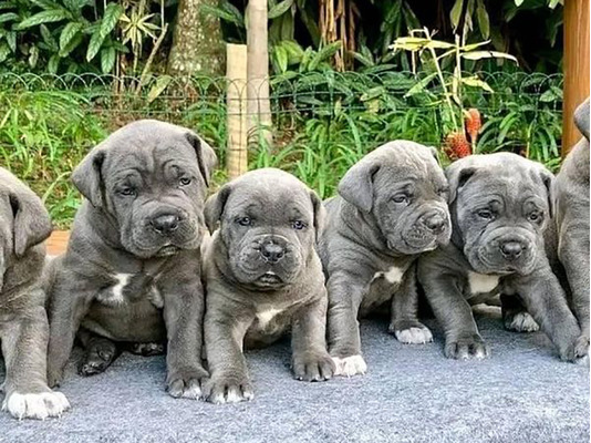 Blue Staffy Pups 8 weeks Old