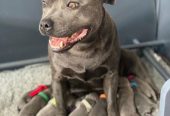 Blue Staffy Pups 8 weeks Old