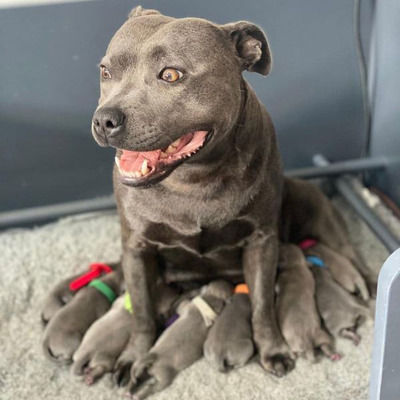 Blue Staffy Pups 8 weeks Old