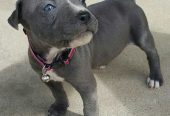 Blue Staffy Pups 8 weeks Old
