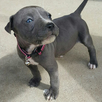 Blue Staffy Pups 8 weeks Old