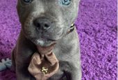 Blue Staffy Pups 8 weeks Old