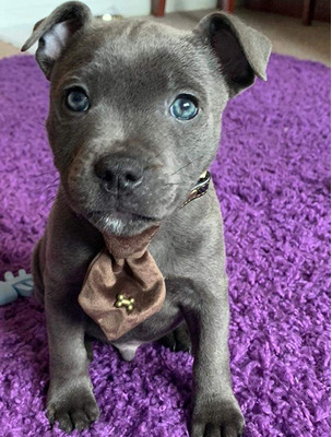 Blue Staffy Pups 8 weeks Old
