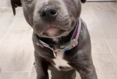 Blue Staffy Pups 8 weeks Old