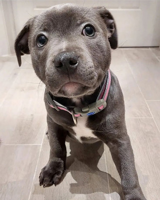 Blue Staffy Pups 8 weeks Old