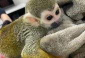Adorable Squirrel Monkeys for Sale