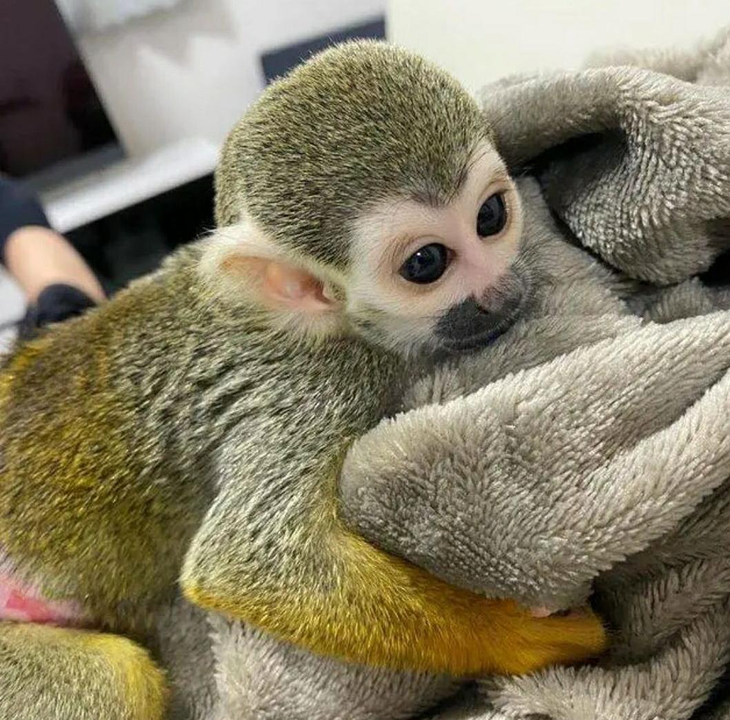 Adorable Squirrel Monkeys for Sale