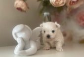 Sweet Maltese Puppies Ready for New Homes!