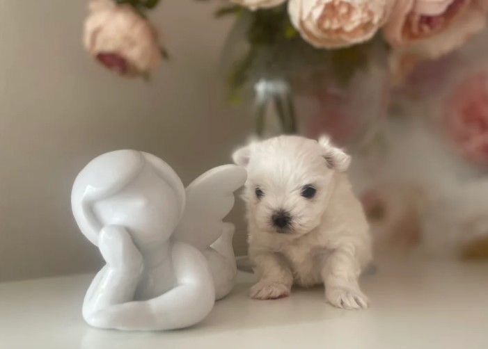Sweet Maltese Puppies Ready for New Homes!