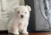 Sweet Maltese Puppies Ready for New Homes!