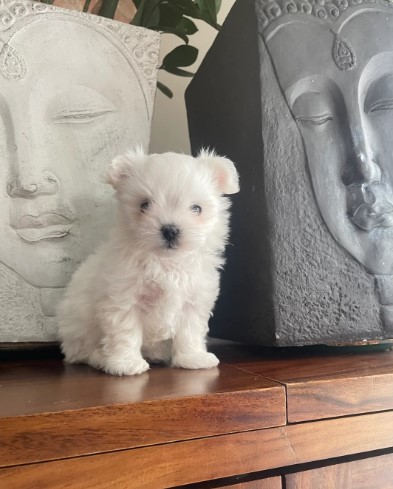 Sweet Maltese Puppies Ready for New Homes!