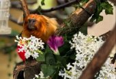 Tamarin Monkey for Sale – Healthy & Friendly