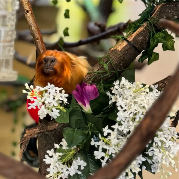 Tamarin Monkey for Sale – Healthy & Friendly