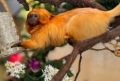 Tamarin Monkey for Sale – Healthy & Friendly