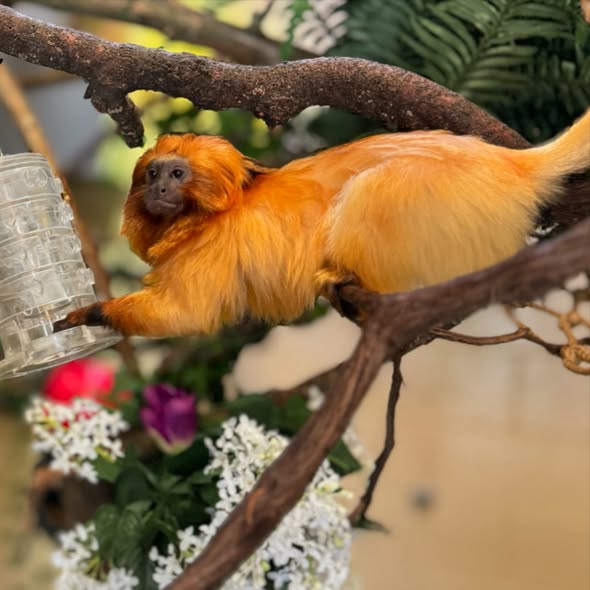 Tamarin Monkey for Sale – Healthy & Friendly