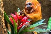 Tamarin Monkey for Sale – Healthy & Friendly