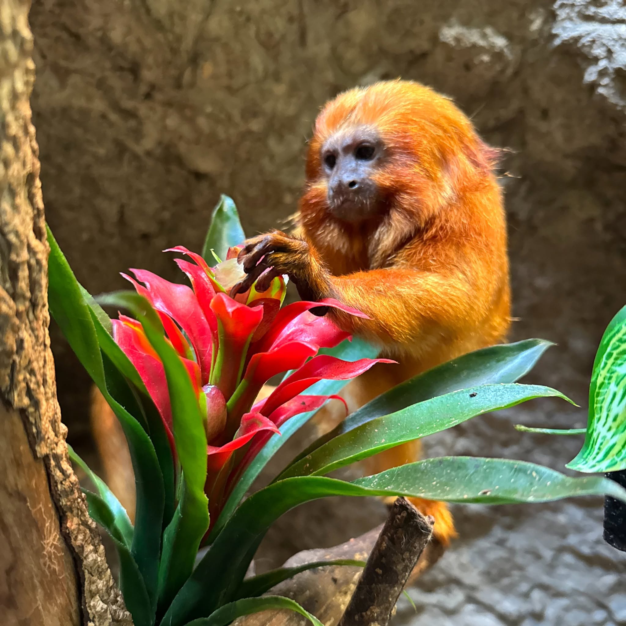 Tamarin Monkey for Sale – Healthy & Friendly
