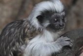Tamarin Monkey for Sale – Healthy & Friendly
