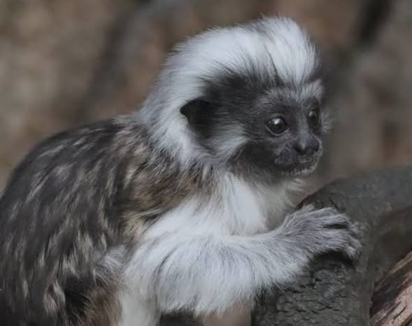 Tamarin Monkey for Sale – Healthy & Friendly
