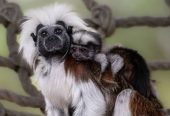 Tamarin Monkey for Sale – Healthy & Friendly