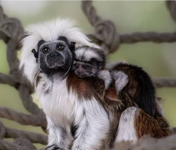 Tamarin Monkey for Sale – Healthy & Friendly