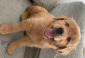 🐾 Lovely Labrador Retriever Puppies Ready for New Homes! 🐾
