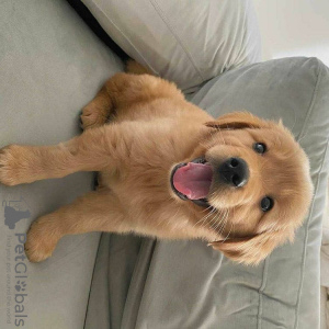 🐾 Lovely Labrador Retriever Puppies Ready for New Homes! 🐾