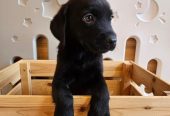 🐾 Lovely Labrador Retriever Puppies Ready for New Homes! 🐾