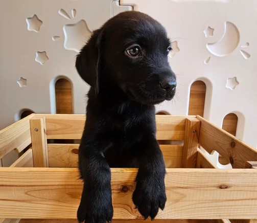 🐾 Lovely Labrador Retriever Puppies Ready for New Homes! 🐾