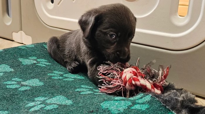 🐾 Lovely Labrador Retriever Puppies Ready for New Homes! 🐾