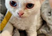 BEAUTIFUL DEVON REX KITTEN