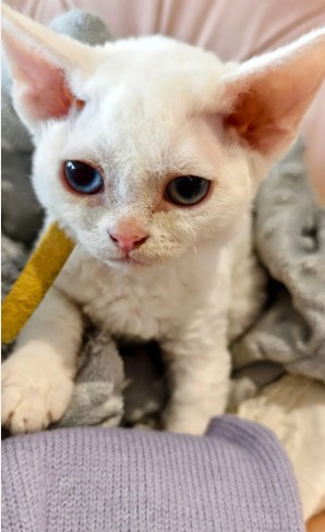 BEAUTIFUL DEVON REX KITTEN