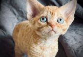 BEAUTIFUL DEVON REX KITTEN