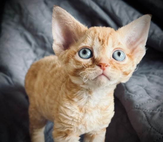 BEAUTIFUL DEVON REX KITTEN