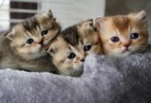 🐾 Charming Munchkin Kitten! 🐾